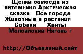 Щенки самоеда из питомника Арктическая сказка - Все города Животные и растения » Собаки   . Ханты-Мансийский,Нягань г.